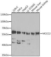 MCCC2 Rabbit pAb