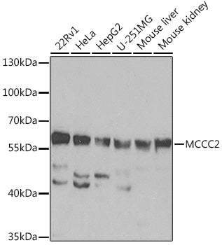 MCCC2 Rabbit pAb