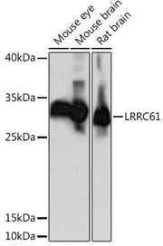 LRRC61 Rabbit pAb