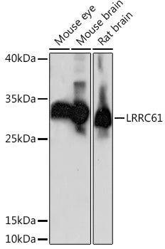 LRRC61 Rabbit pAb