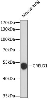 CRELD1 Rabbit pAb