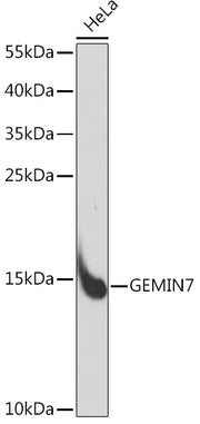 GEMIN7 Rabbit pAb