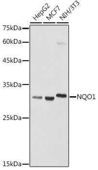 NQO1 Rabbit pAb