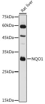 NQO1 Rabbit pAb