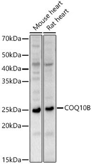 COQ10B Rabbit pAb