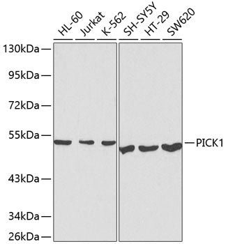 PICK1 Rabbit pAb