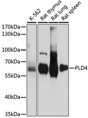 PLD4 Rabbit pAb