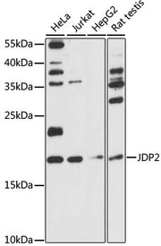 JDP2 Rabbit pAb