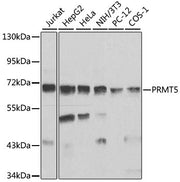 PRMT5 Rabbit pAb