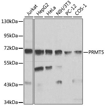 PRMT5 Rabbit pAb