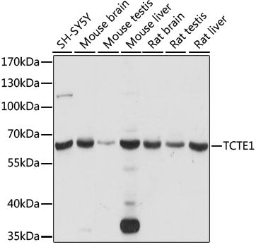TCTE1 Rabbit pAb