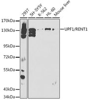 UPF1/RENT1 Rabbit pAb