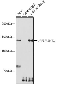UPF1/RENT1 Rabbit pAb