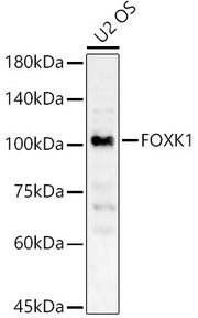 FOXK1 Rabbit pAb