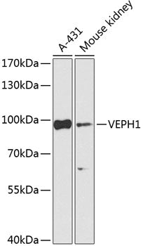 VEPH1 Rabbit pAb