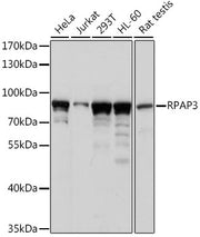 RPAP3 Rabbit pAb
