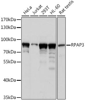 RPAP3 Rabbit pAb