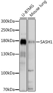 SASH1 Rabbit pAb