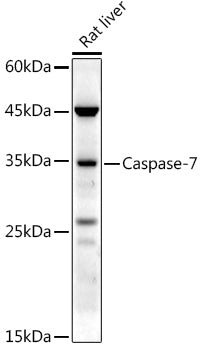 Caspase-7 Rabbit pAb