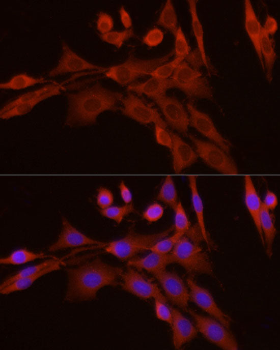 Caspase-7 Rabbit pAb