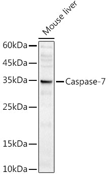 Caspase-7 Rabbit pAb