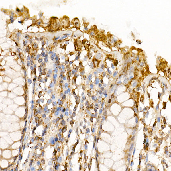 Caspase-7 Rabbit pAb