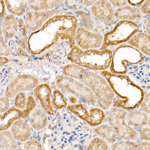 Caspase-7 Rabbit pAb