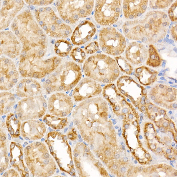 Caspase-7 Rabbit pAb