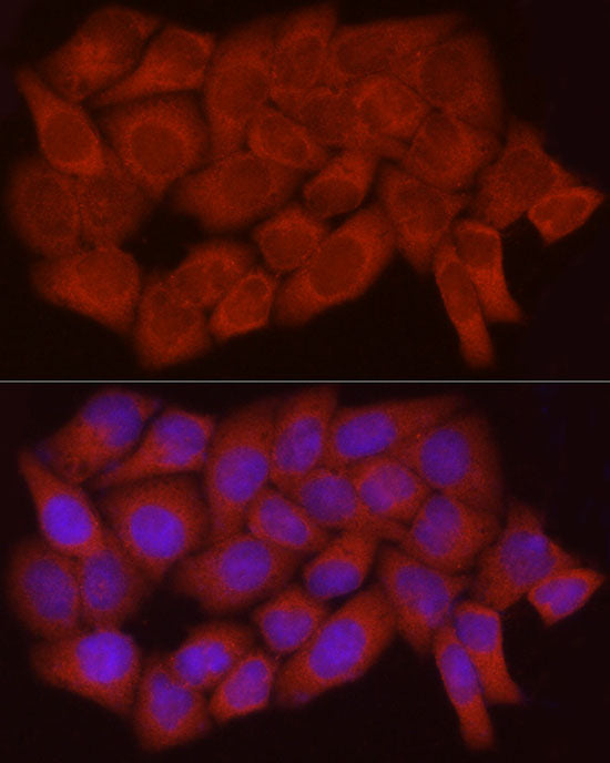 Caspase-7 Rabbit pAb