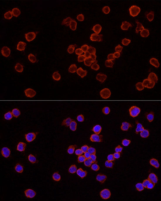 Caspase-7 Rabbit pAb