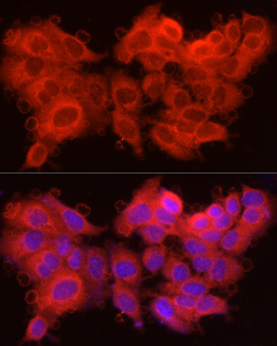 Caspase-7 Rabbit pAb
