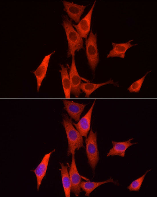 Caspase-7 Rabbit pAb