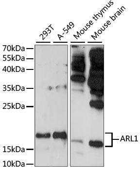 ARL1 Rabbit pAb
