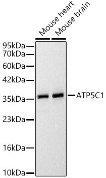 ATP5C1 Rabbit pAb