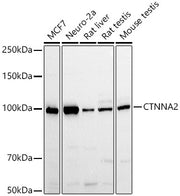 CTNNA2 Rabbit pAb