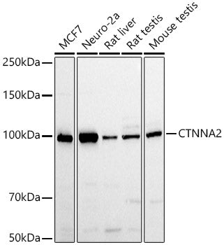 CTNNA2 Rabbit pAb