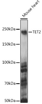 TET2 Rabbit pAb