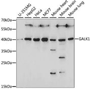 GALK1 Rabbit pAb