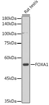 FOXA1 Rabbit pAb