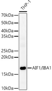 AIF1/IBA1 Rabbit pAb