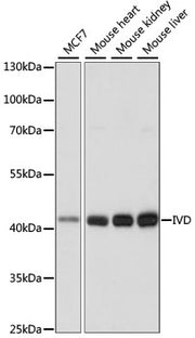 IVD Rabbit pAb