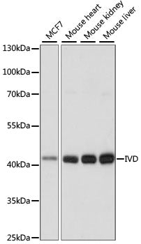 IVD Rabbit pAb
