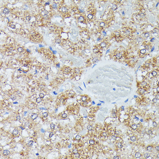 IVD Rabbit pAb