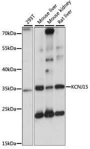 KCNJ15 Rabbit pAb