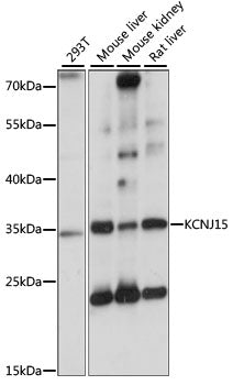 KCNJ15 Rabbit pAb