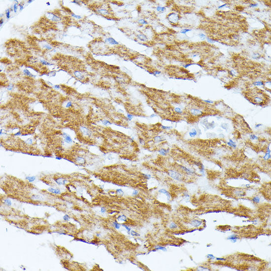 KCNJ15 Rabbit pAb