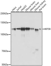 KIF5B Rabbit pAb