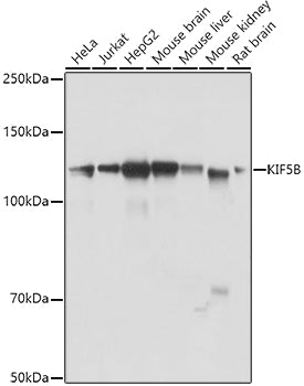 KIF5B Rabbit pAb