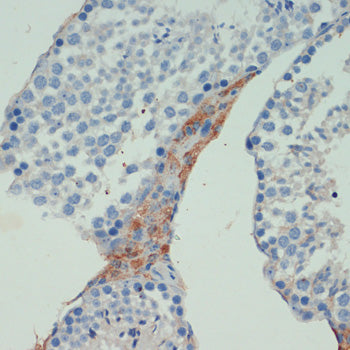 KIF5B Rabbit pAb