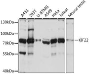 KIF22 Rabbit pAb